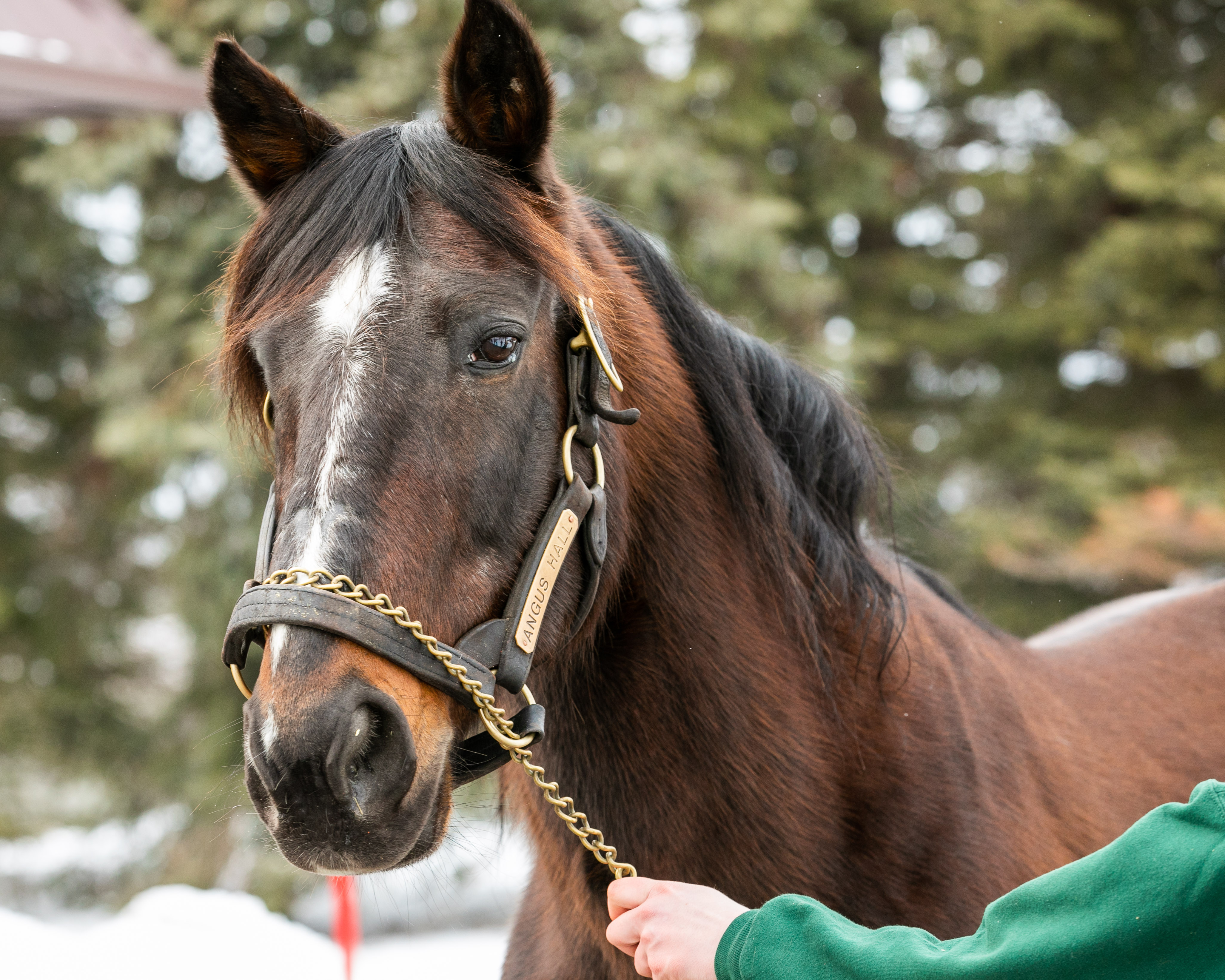 Winbak Ontario open house and stallion showcase a smash hit