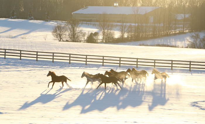 Photo: Dashing through the snow