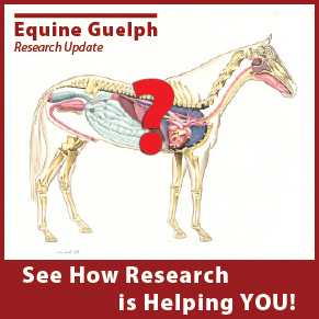 Equine Guelph Research Update / New Online Course Information