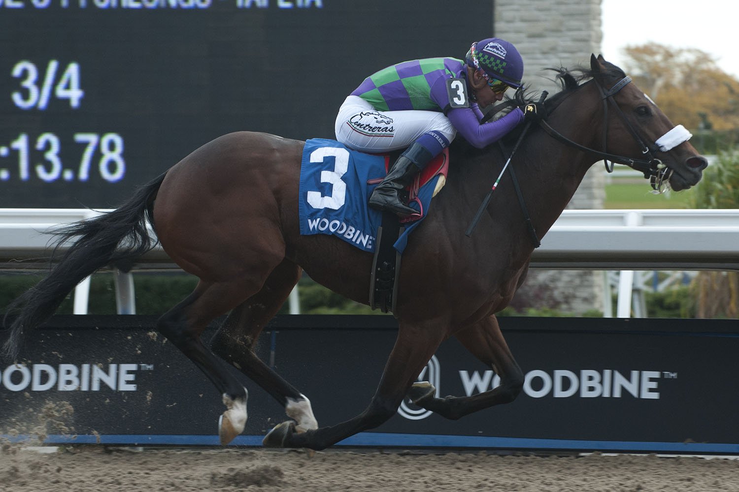 Ontario Stallion Spotlight: Gamble's Exchange