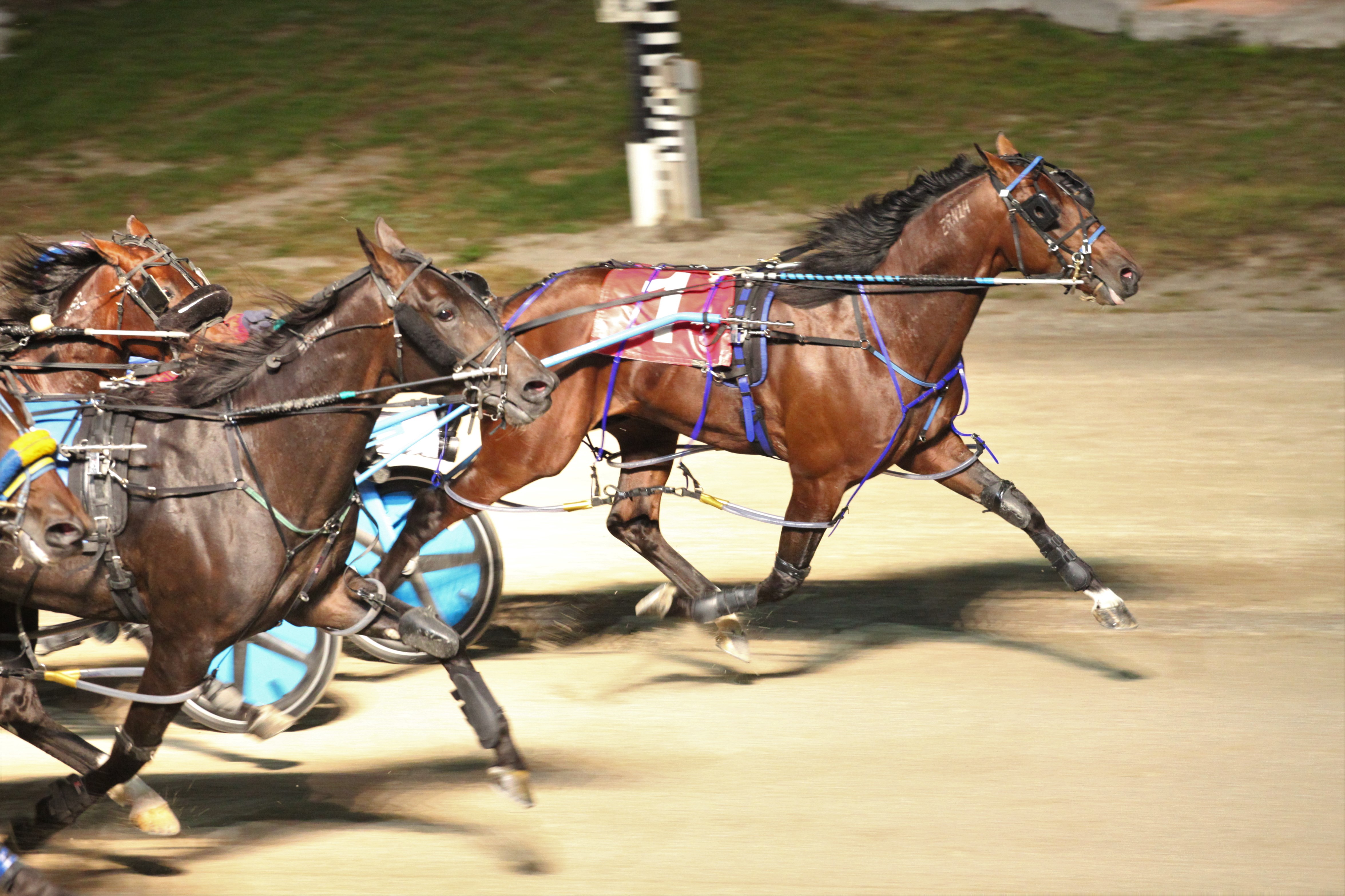 Season on the line, Denali Seelster and Beach Blanket Book deliver