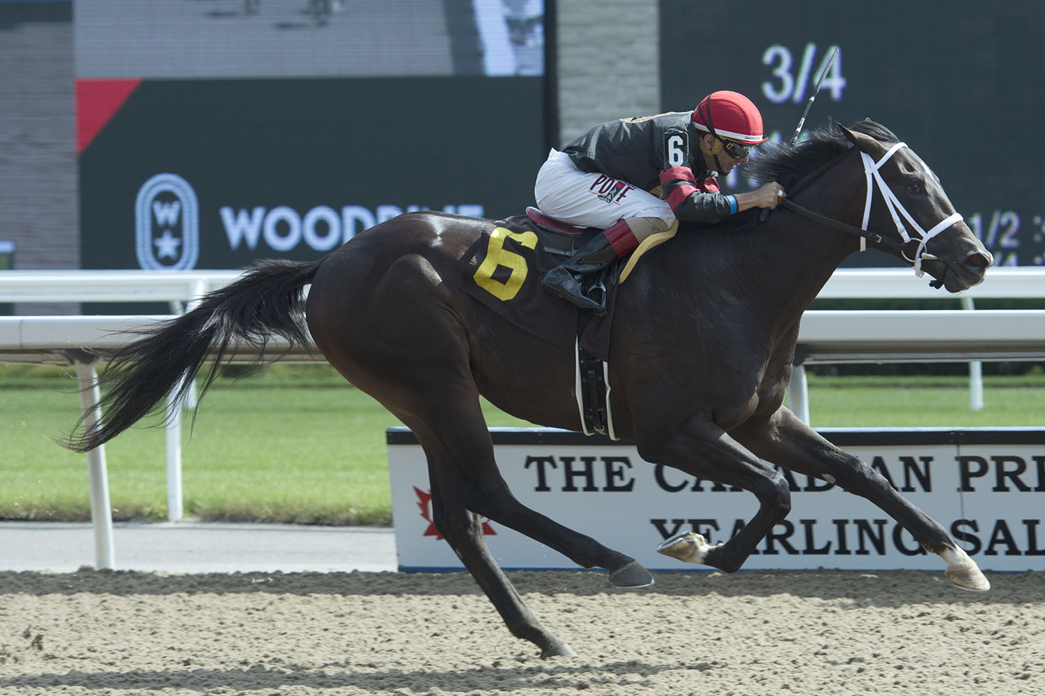 Malibu Mambo tops 2020 Queen’s Plate Winterbook