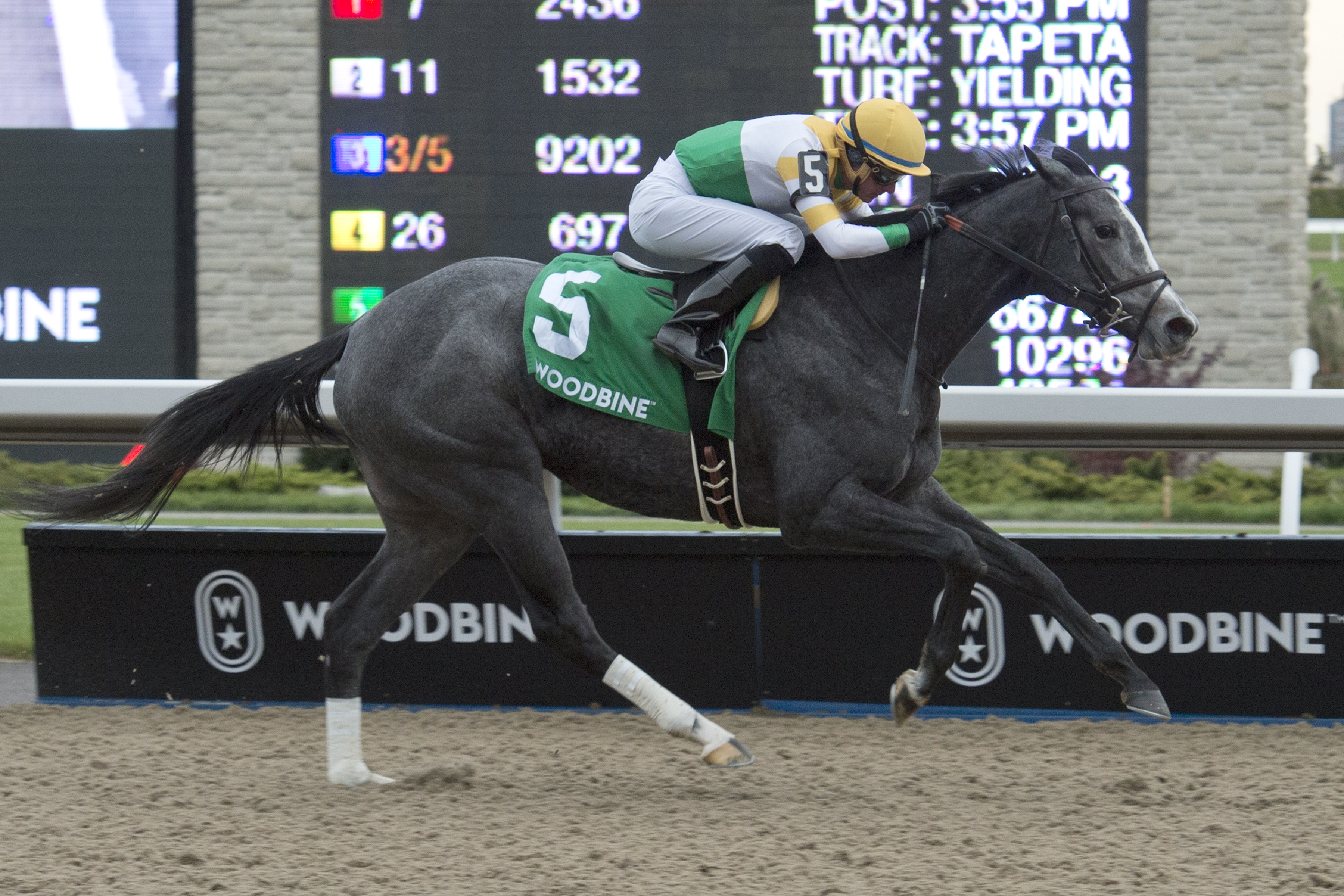 Bold Script makes a bold statement in Princess Elizabeth