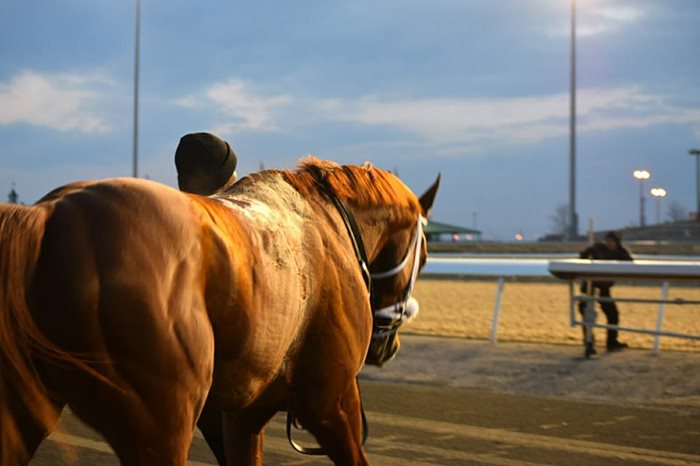 The Horse Racing Photos 12 Days of Christmas: The 9th Day