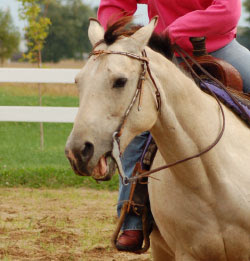 Dr. David Mellor discusses bits and breathing in horses