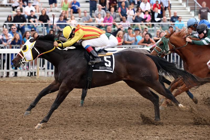 Country Boy 123 becomes first two-time Horse of the Year in Ontario Quarter Horse Racing