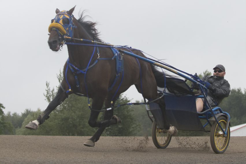 McWicked back to defend ‘Pacing Derby’ title