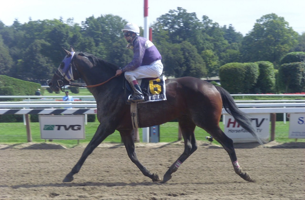 Ontario Stallion Spotlight: Naughty New Yorker