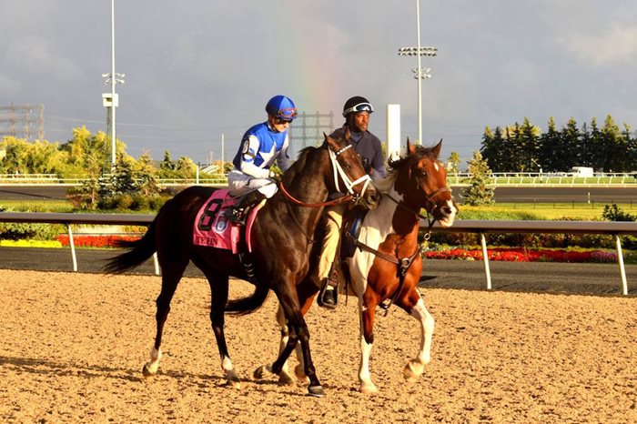 The Horse Racing Photos 12 Days of Christmas: The 1st Day