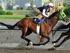 Ontario Stallion Spotlight: D's Wando