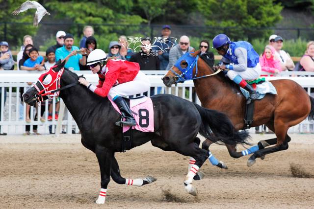 Panther Hero roars to comeback win