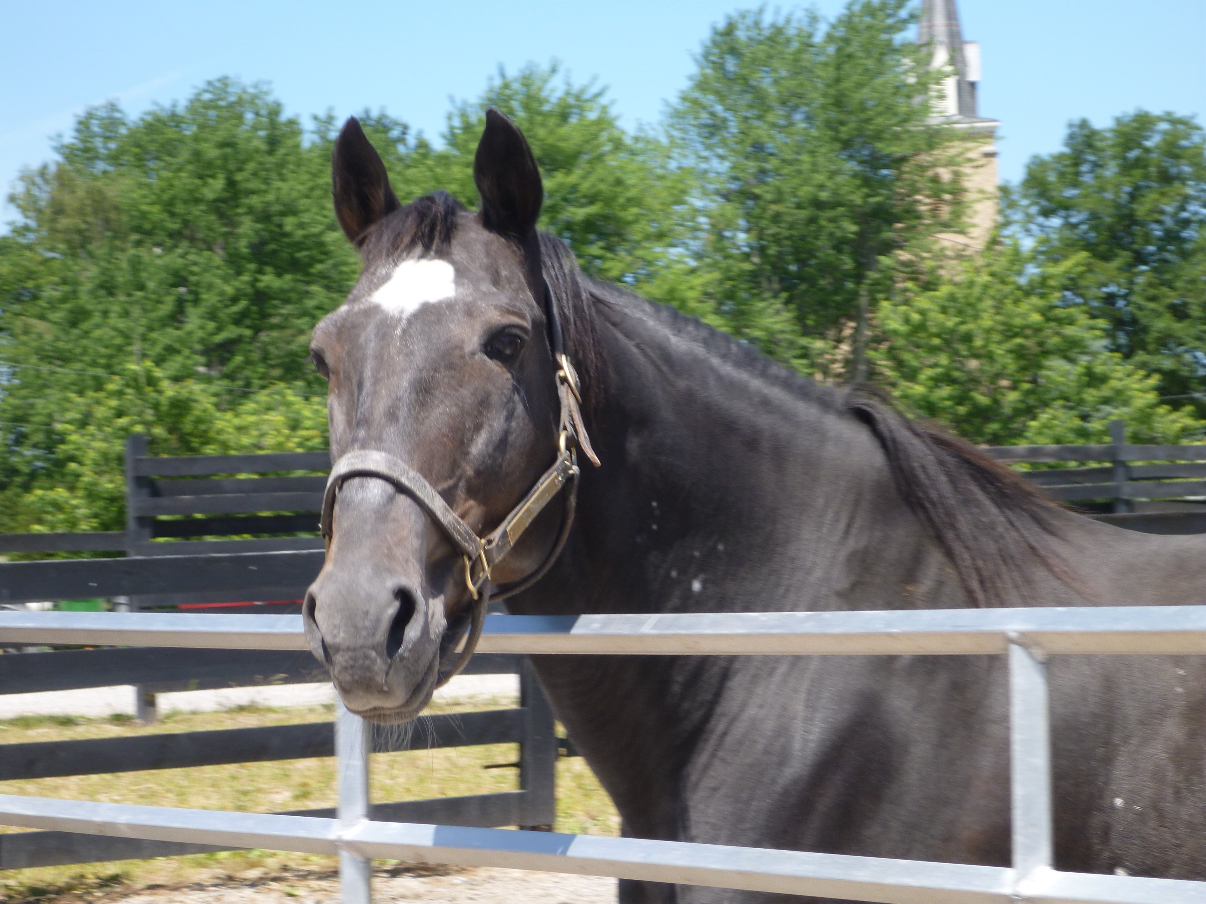 Molson Pace Renamed Camluck Classic