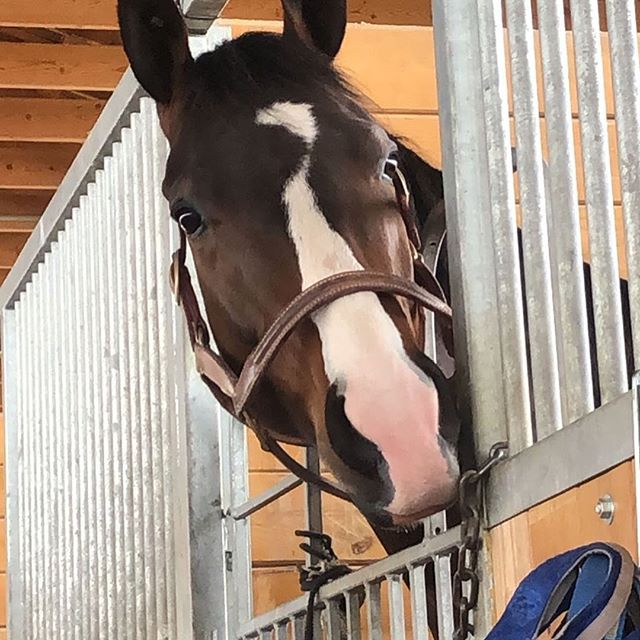 Showdown On Pumpkin Day: Had To Be Ivory Vs. Country Boy 123 In The Championship