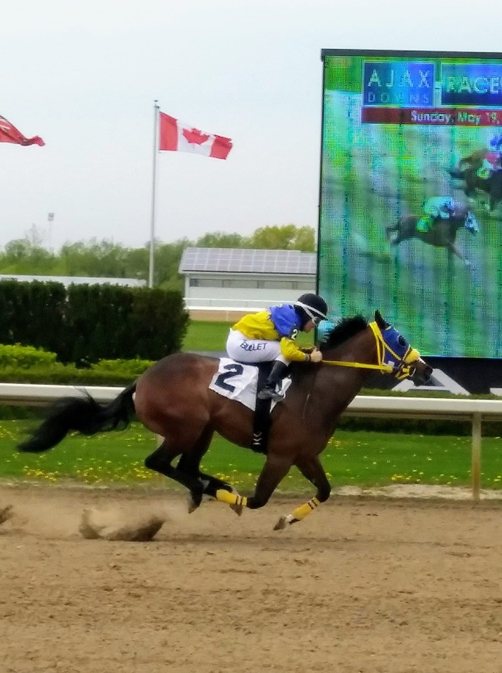 Carol McIntyre Leads All Ajax Downs Trainers 