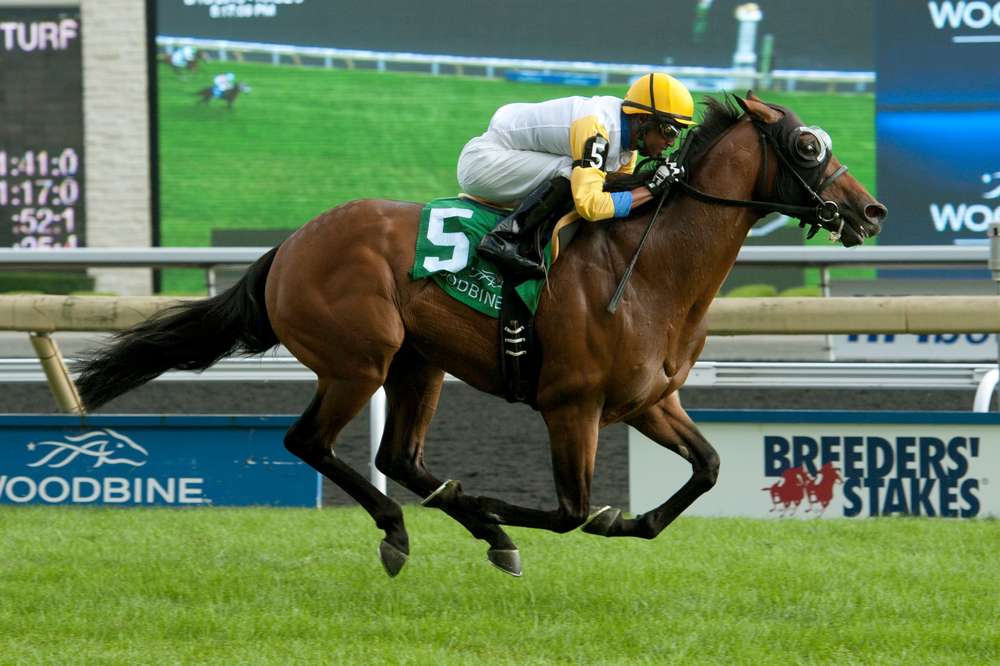 Ontario Stallion Spotlight: Danish Dynaformer