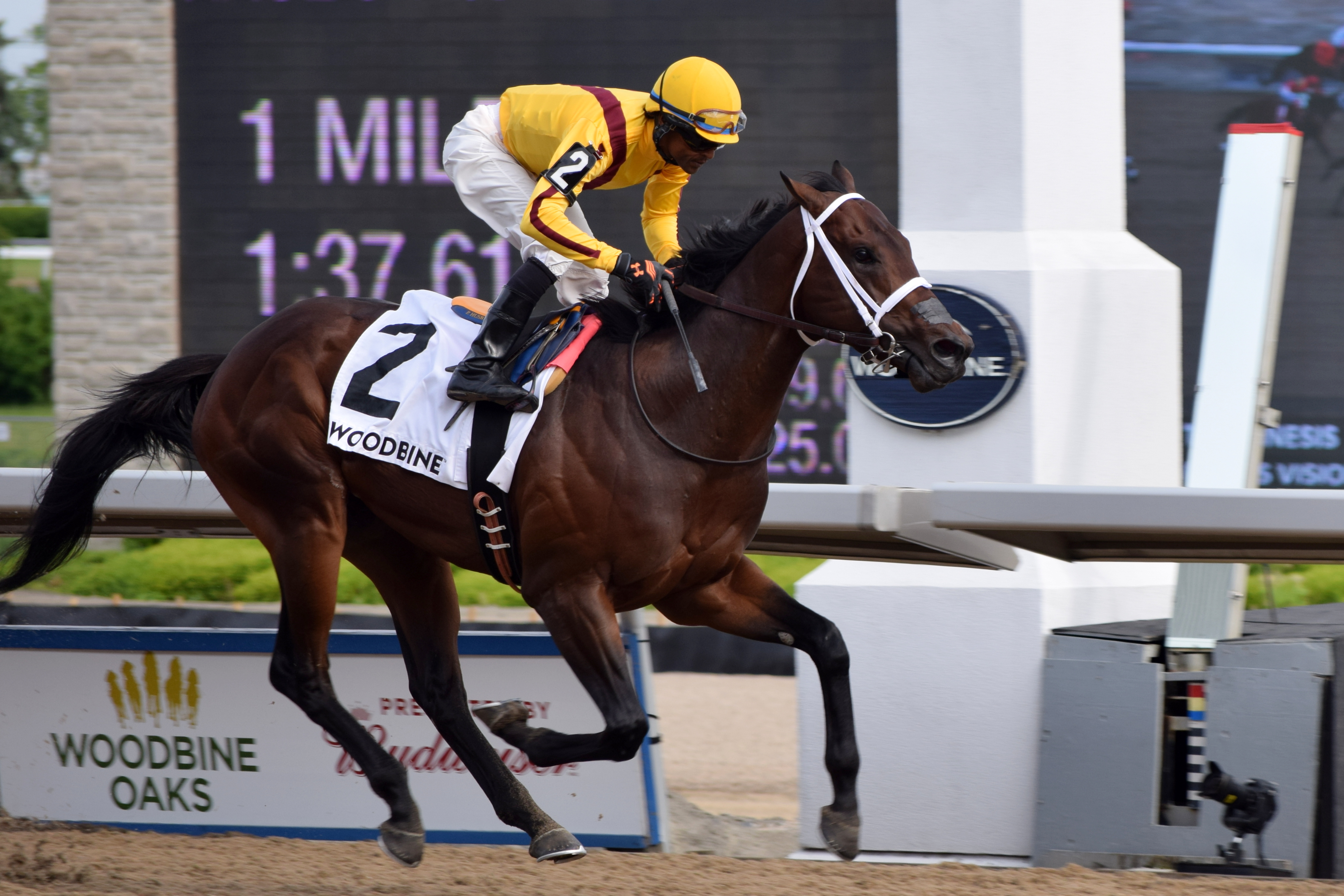 Dixie Moon eclipses favoured Wonder Gadot in Woodbine Oaks Presented By Budweiser / Telekinesis triumphs in Plate Trial