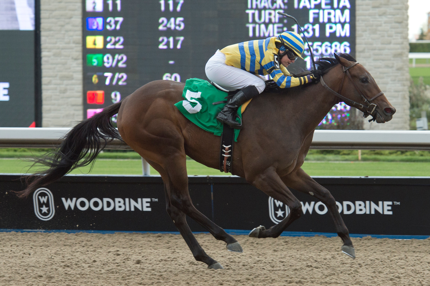 Corduroy Road looks for another winning trip, this time in Woodstock Stakes