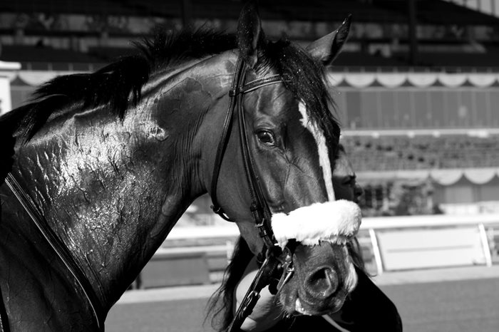 Family bond, fleet of foot filly fuel a horse racing passion