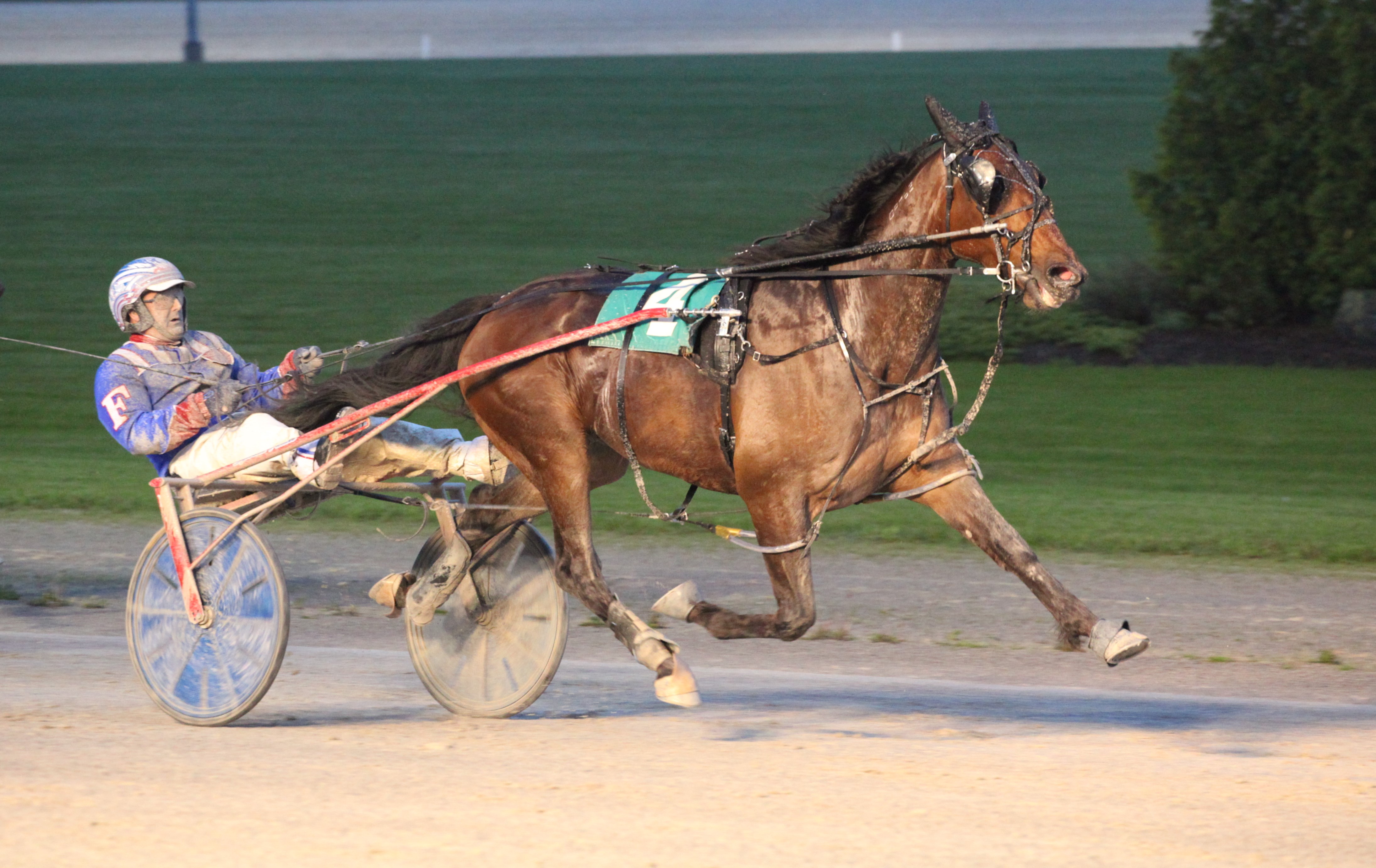 High priced colt Esa finds his way to Grassroots win in Elora