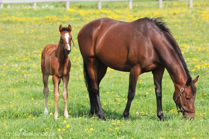 The horse that changed my life: Ericka Rusnak and Mood Swings, She Ain’t Much & Stormin Wife
