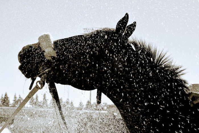 The Horse Racing Photos 12 Days of Christmas: The 10th Day