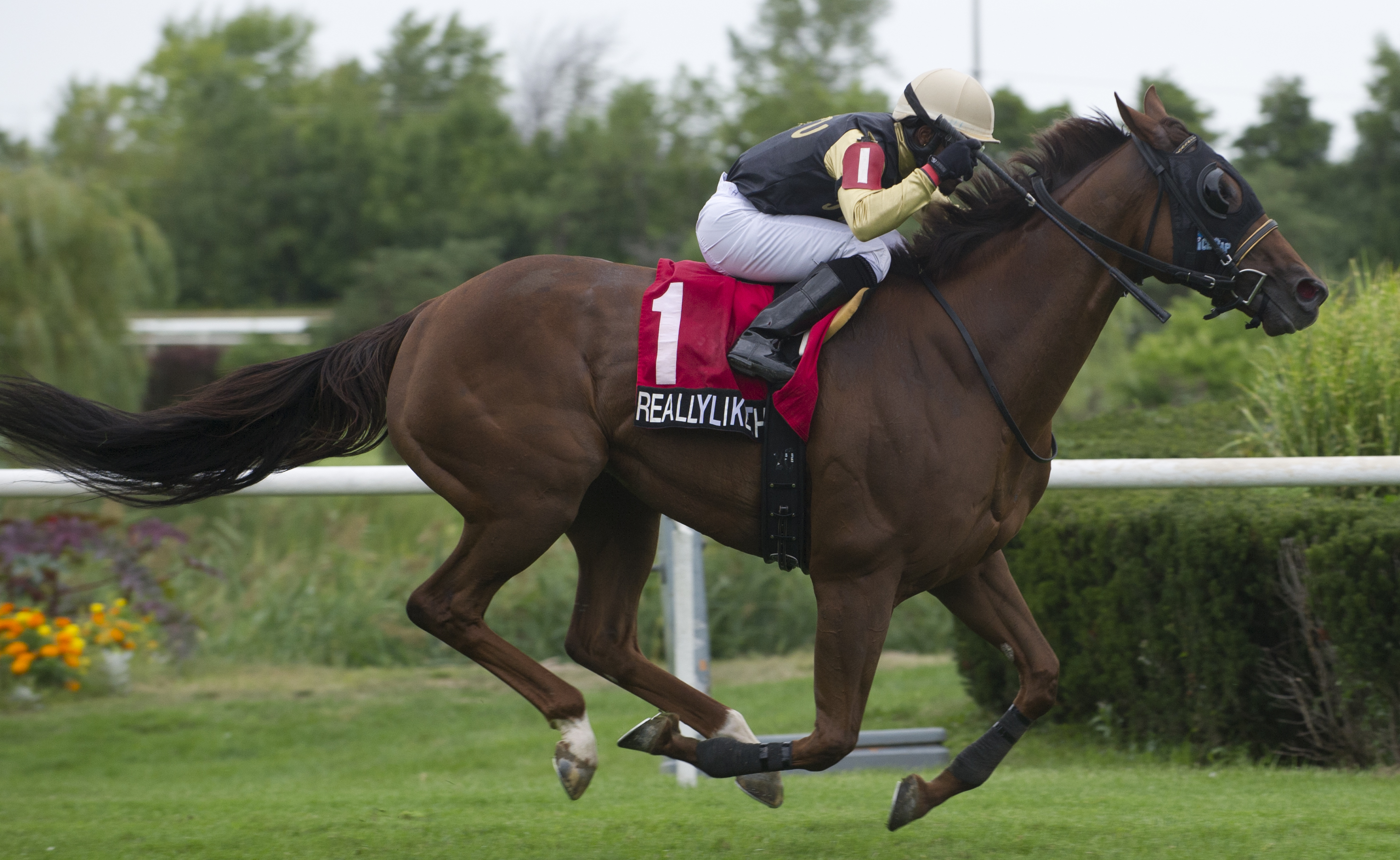 Reallylikethisone dominates in Puss n Boots Cup