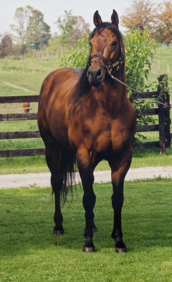 For the Love of Racing: Lynn Farrell and Star Fire Dash