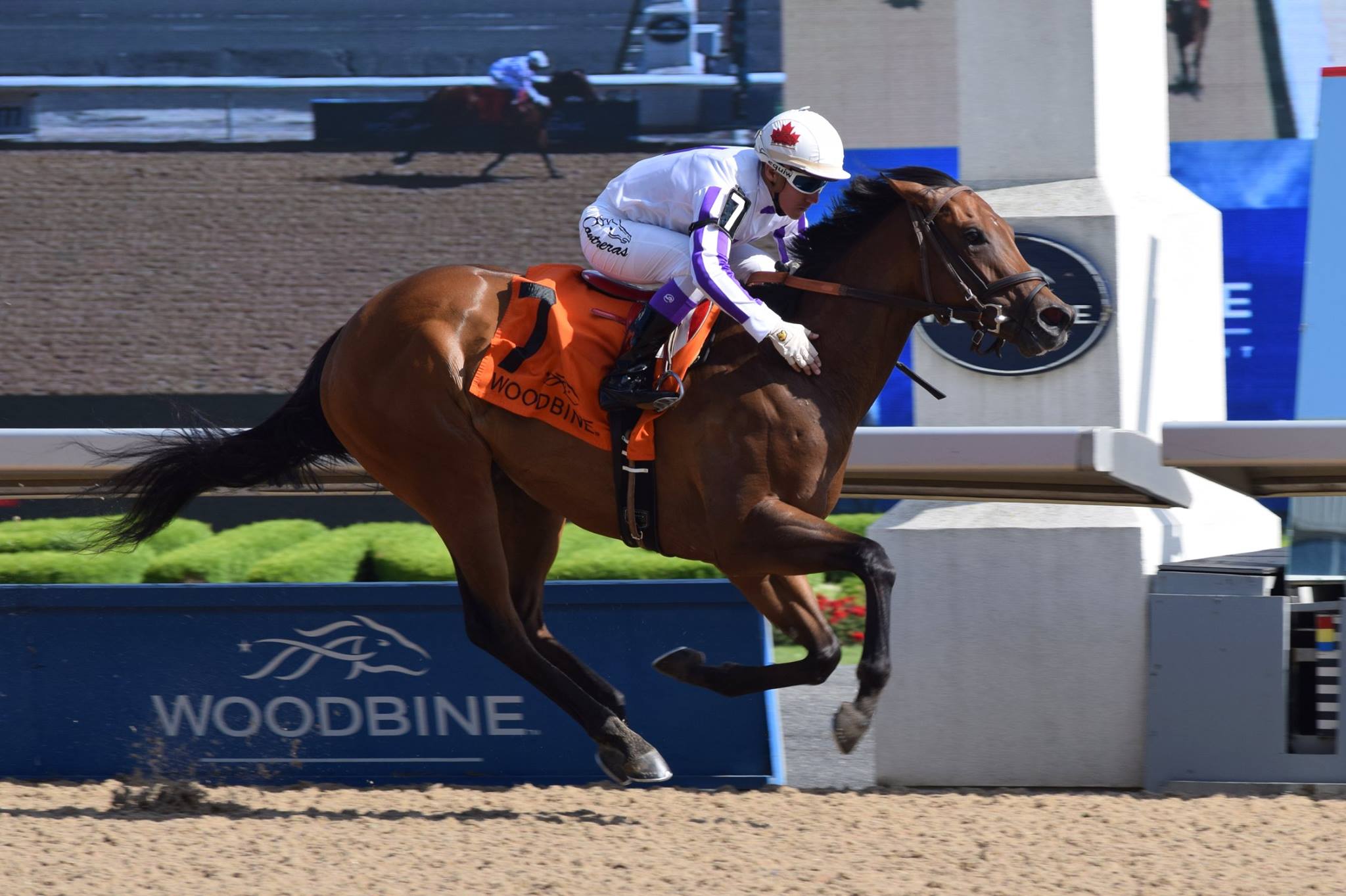 The Horse Racing Photos 12 Days of Christmas: The 7th Day 