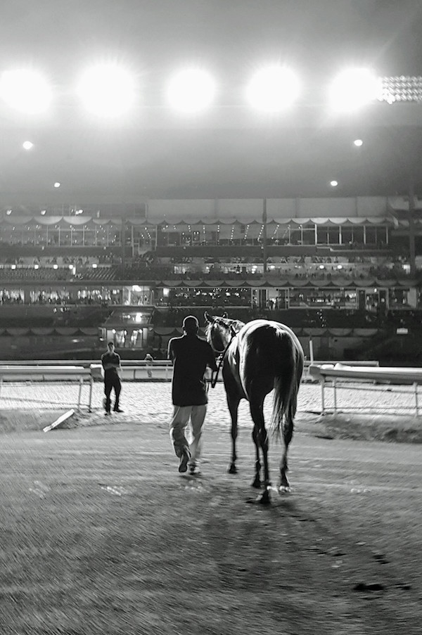 The Horse Racing Photos 12 Days of Christmas: The 5th Day
