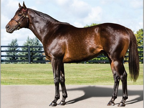 Ontario Stallion Spotlight: Silver Max