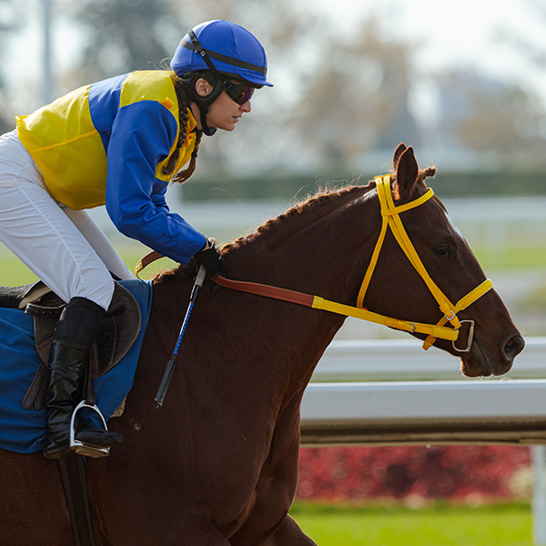 Thoroughbred
