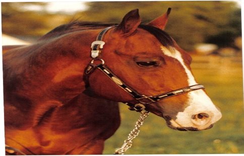 Friday's For the Love of Racing - Cathy Mucklestone and Sugar Sabre