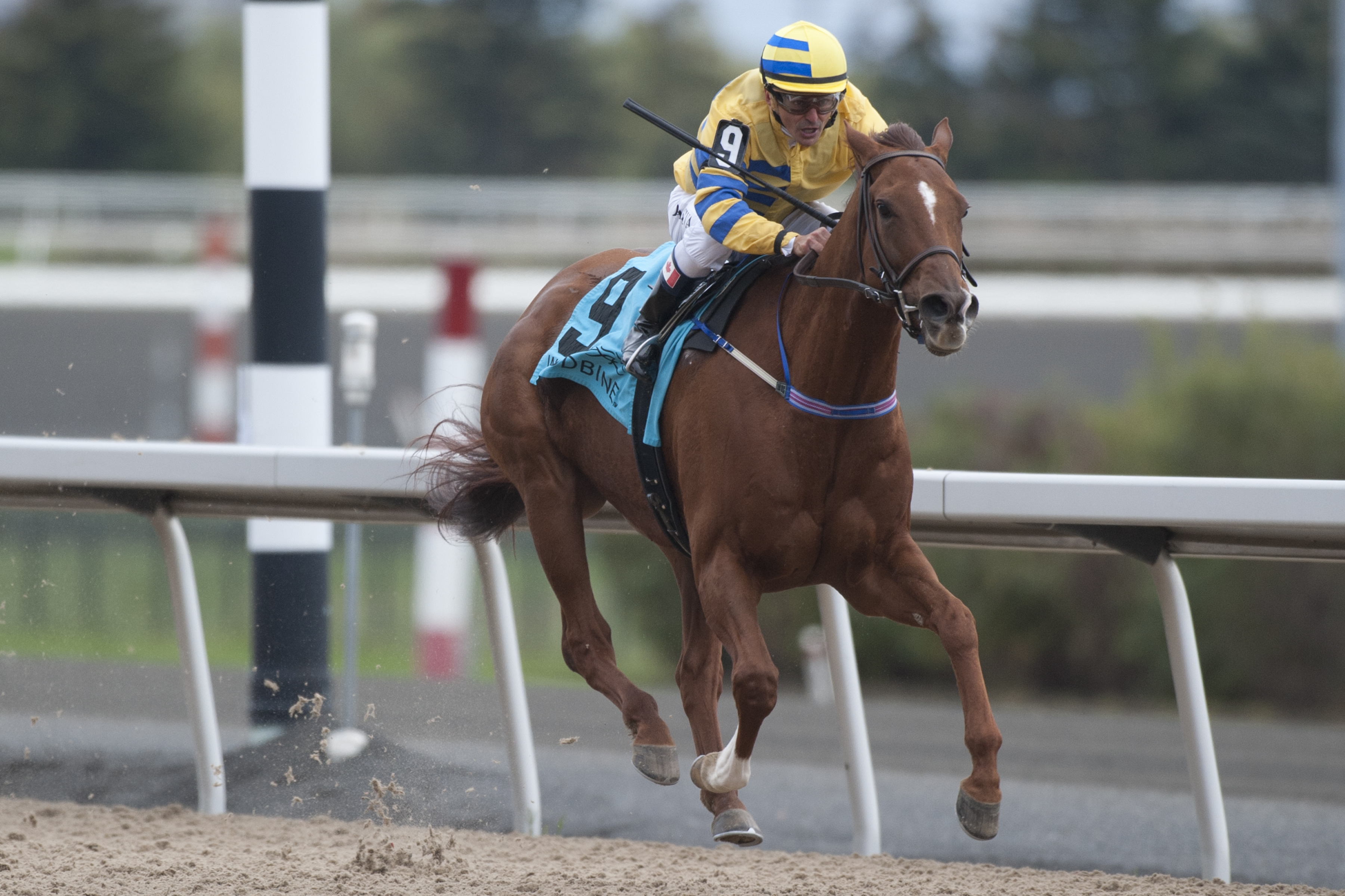 Pink Lloyd and Da Silva a perfect pairing?