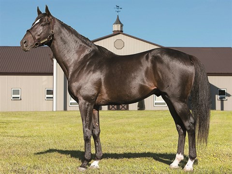 Ontario Stallion Spotlight: Perfect Timber